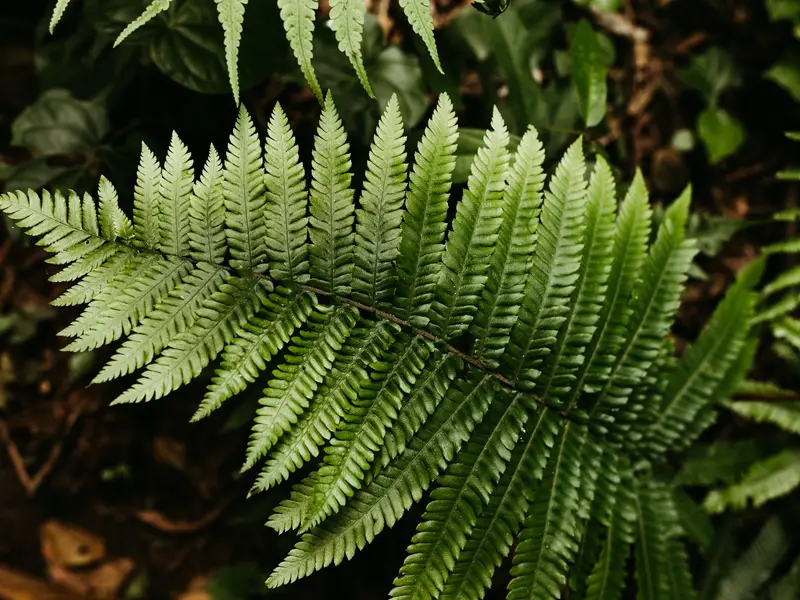 Ferns growing by a crawl space vent on a brick foundation