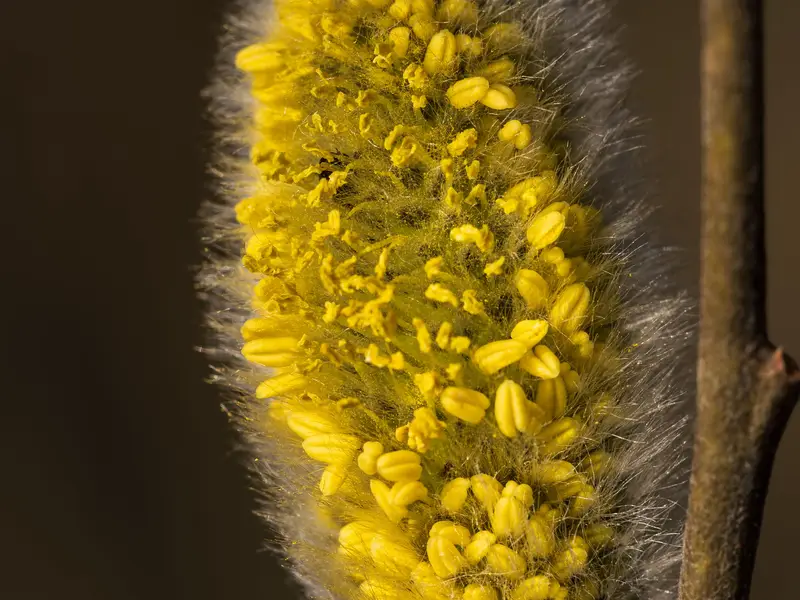 Yellow pine pollen coating an outdoor AC unit in spring