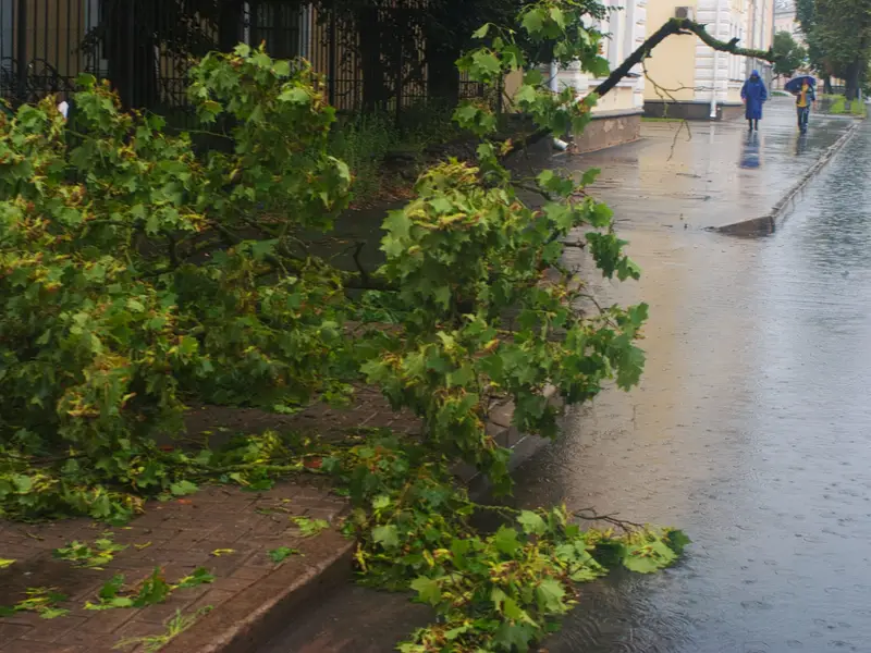 Pine limb fallen on an outdoor AC unit after a storm